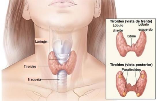Glândula Tireoide Glândula Tireoide