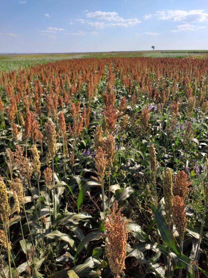 fazenda experimental 1