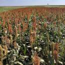 fazenda experimental 1