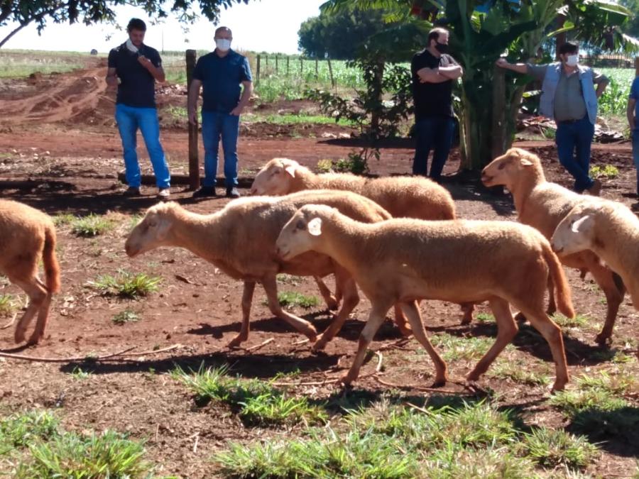 ovinos FAECA