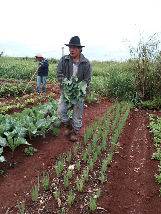 Horta da família do Nelson, em época de colheita projeto animo