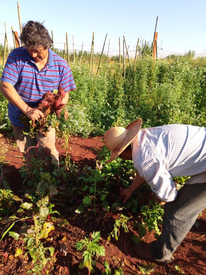 Hortas servem para garantir alimento às famílias e também para oferecer uma fonte de renda projeto animo