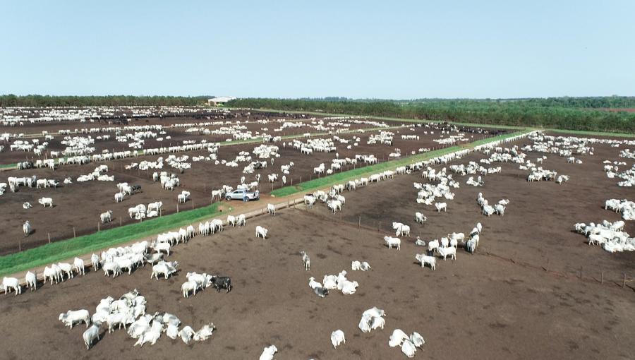 Área de confinamento na Fazenda Campanário ufgd