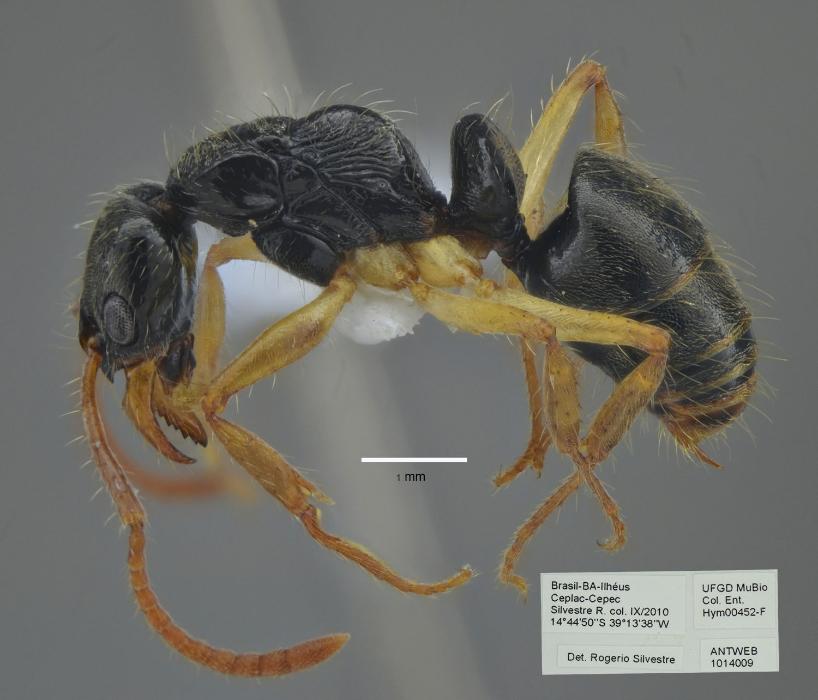 Coleção Científica de Hymenoptera